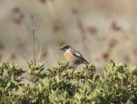 European Stonechat - ML646342142