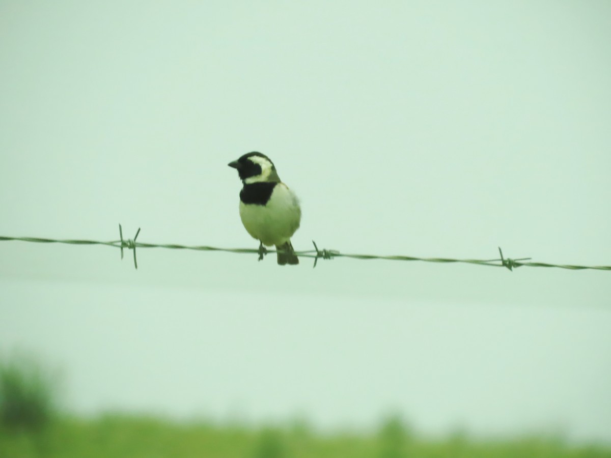 Cape Sparrow - ML646342143