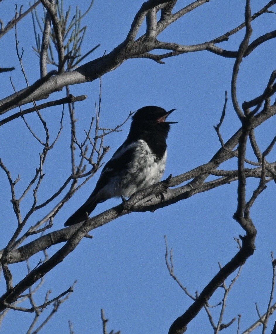 Hooded Robin - ML646342146