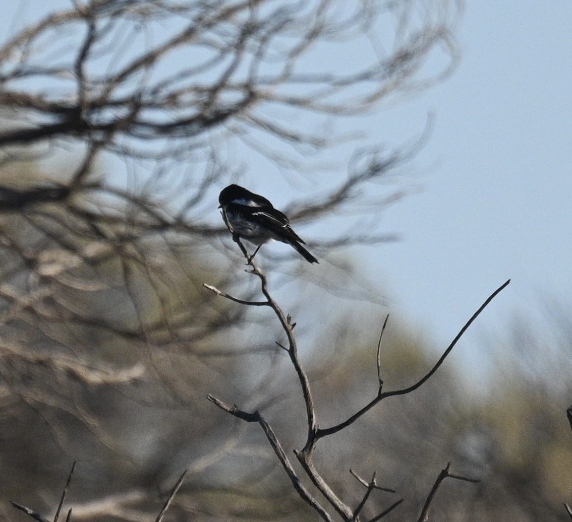 Hooded Robin - ML646342148