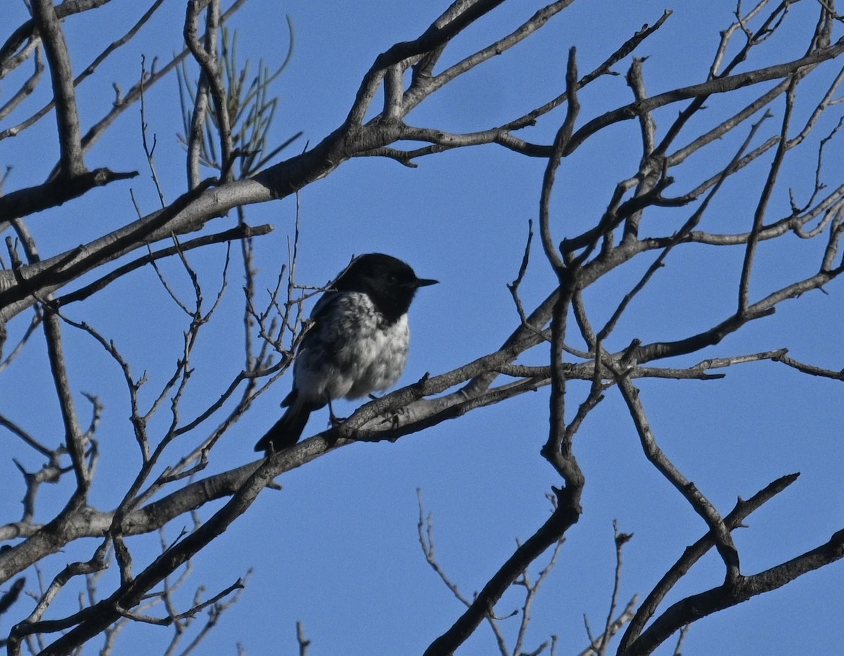 Hooded Robin - ML646342149