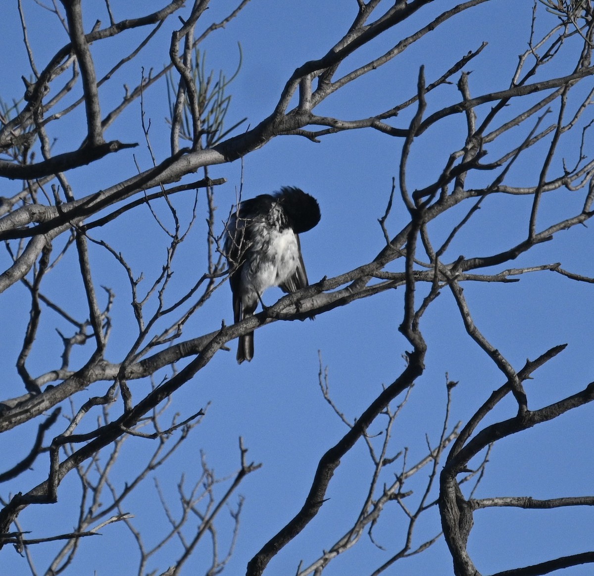 Hooded Robin - ML646342150