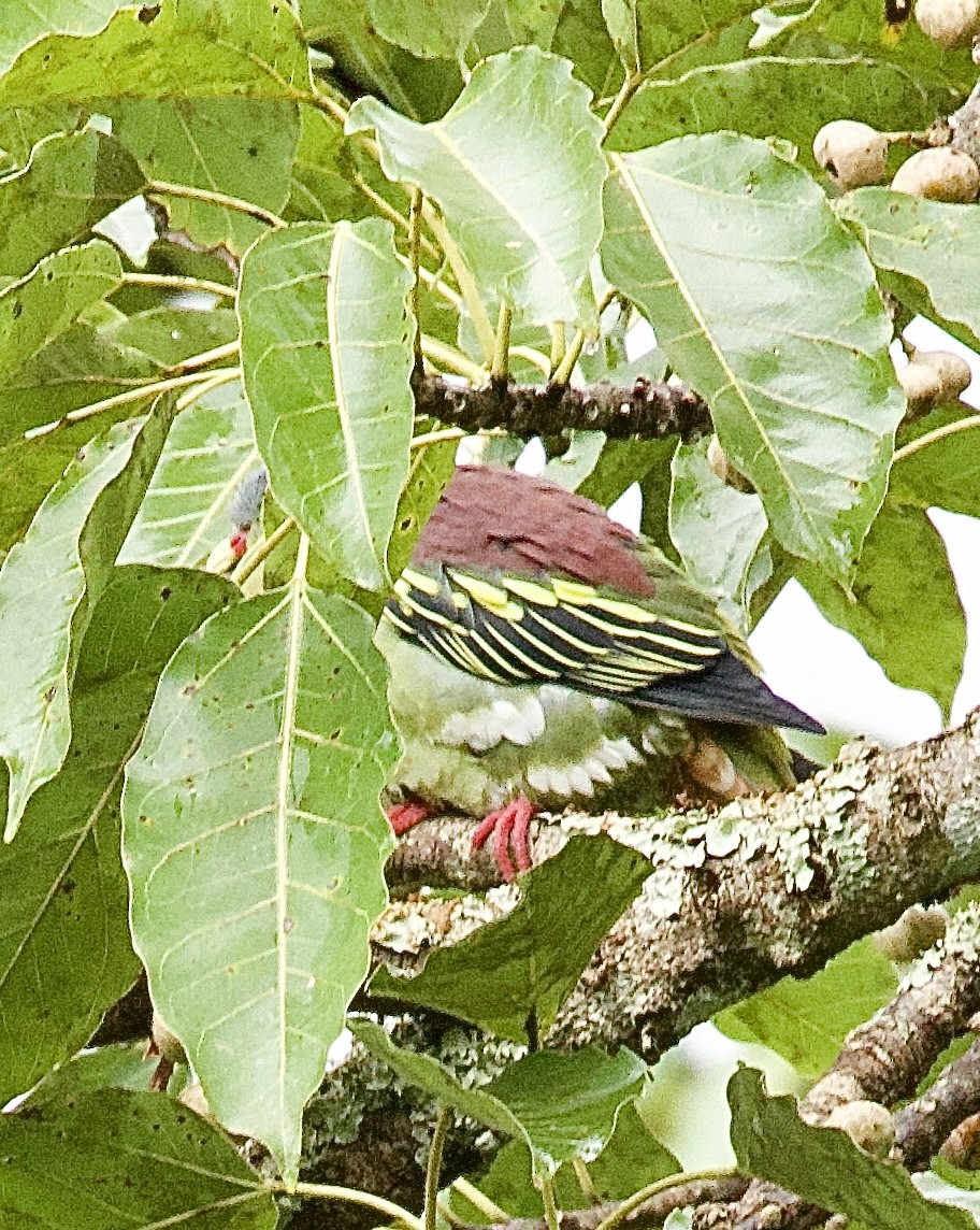 tykknebbgrønndue - ML646342153