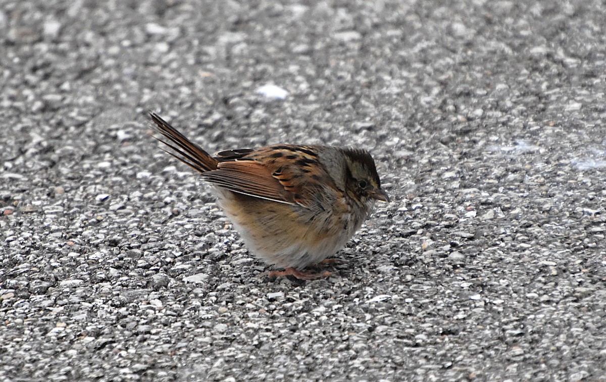 Swamp Sparrow - ML646342155
