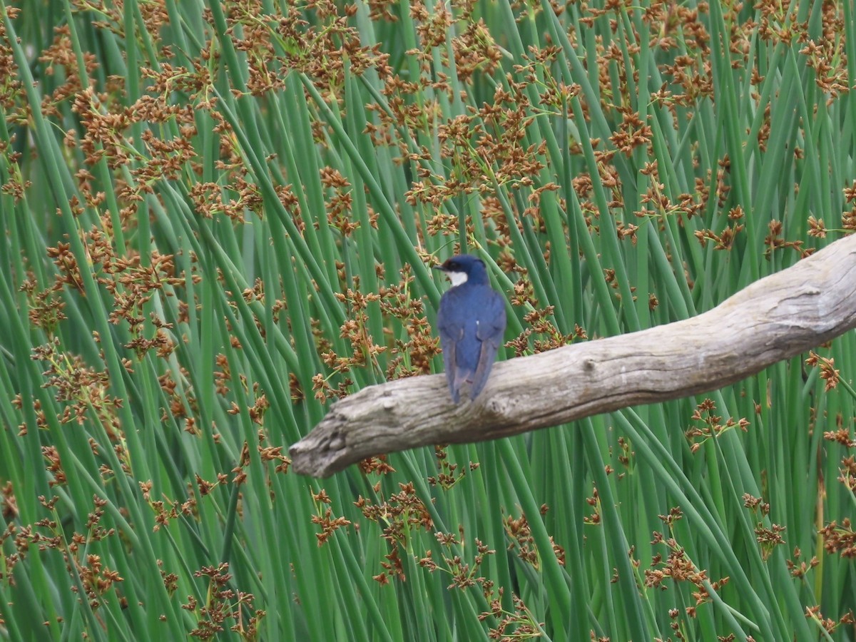 White-throated Swallow - ML646342158
