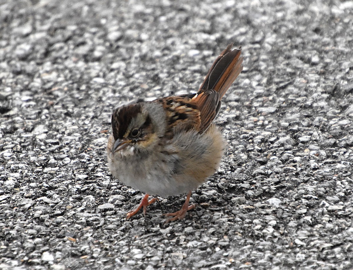 Swamp Sparrow - ML646342159