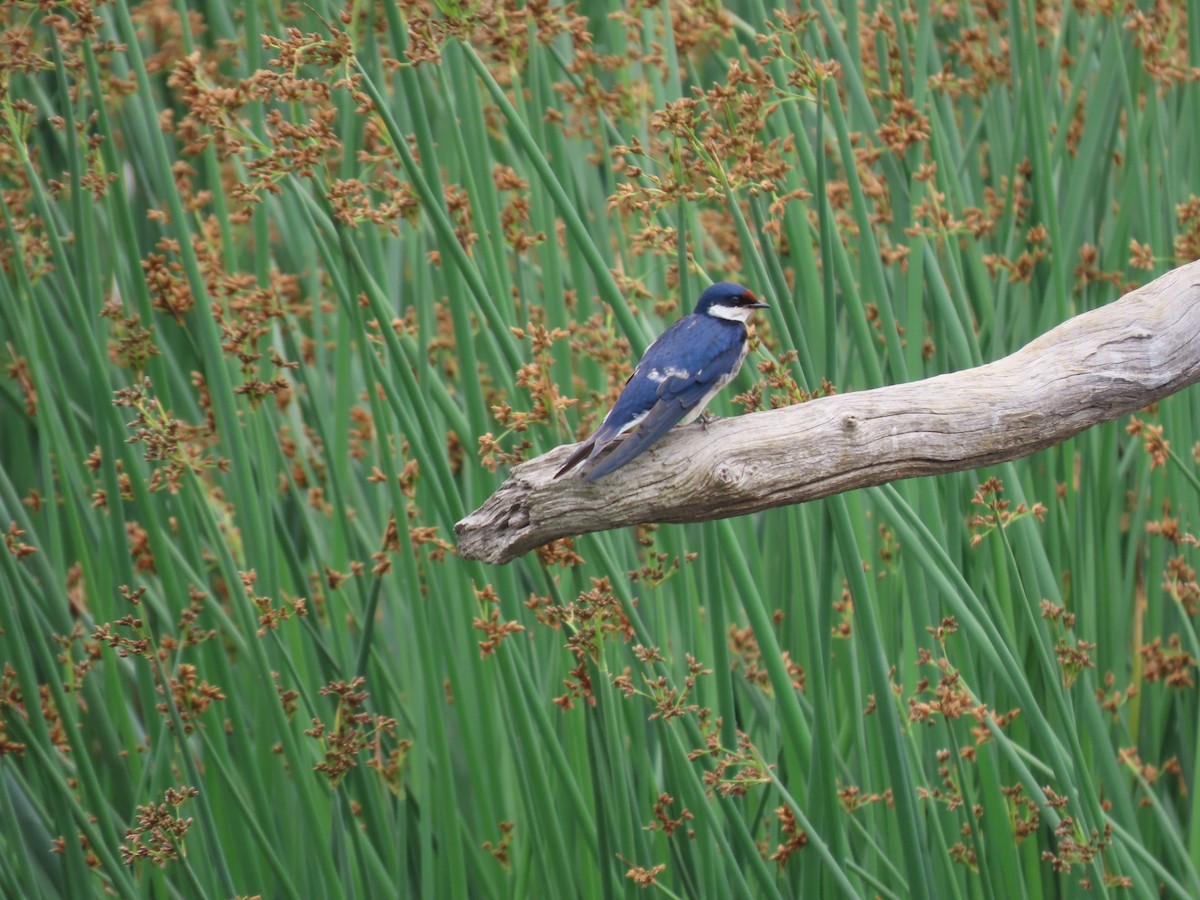 White-throated Swallow - ML646342160