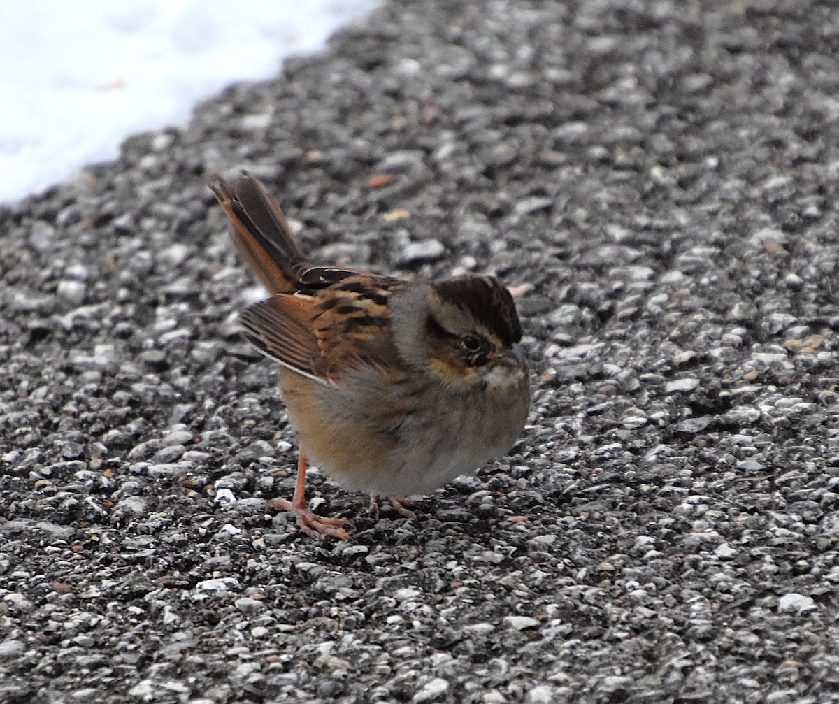 Swamp Sparrow - ML646342161