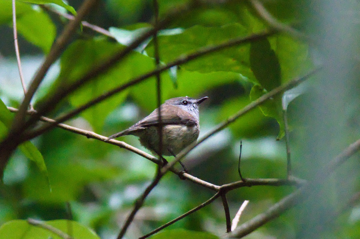 Ріроріро бурий - ML646342164