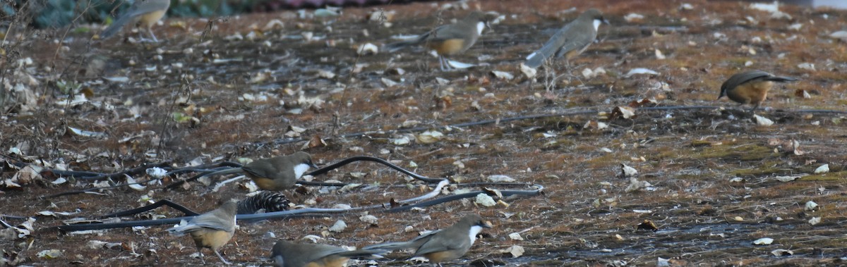 White-throated Laughingthrush - ML646342172