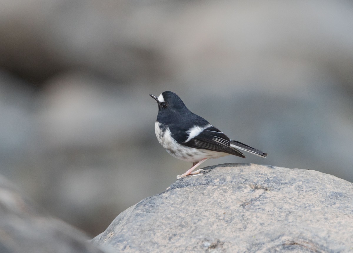 シロクロヒタキ - ML646342175