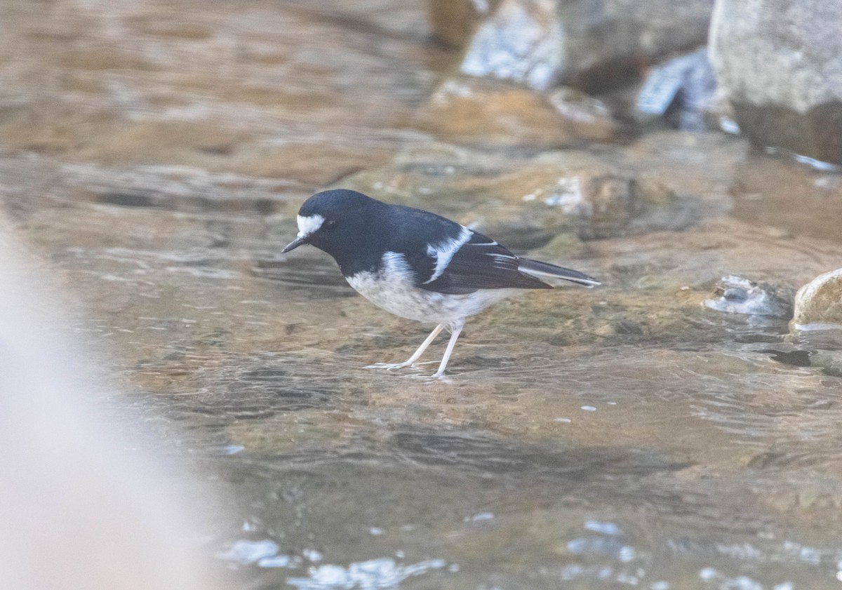 シロクロヒタキ - ML646342176