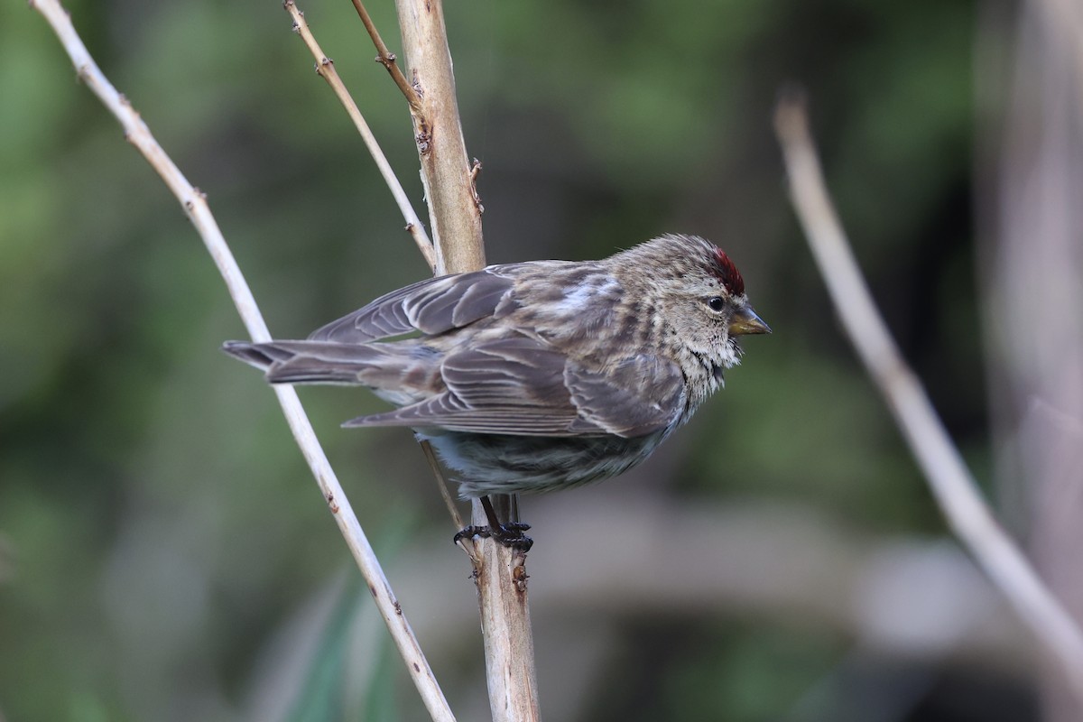 Чечітка звичайна - ML646342179