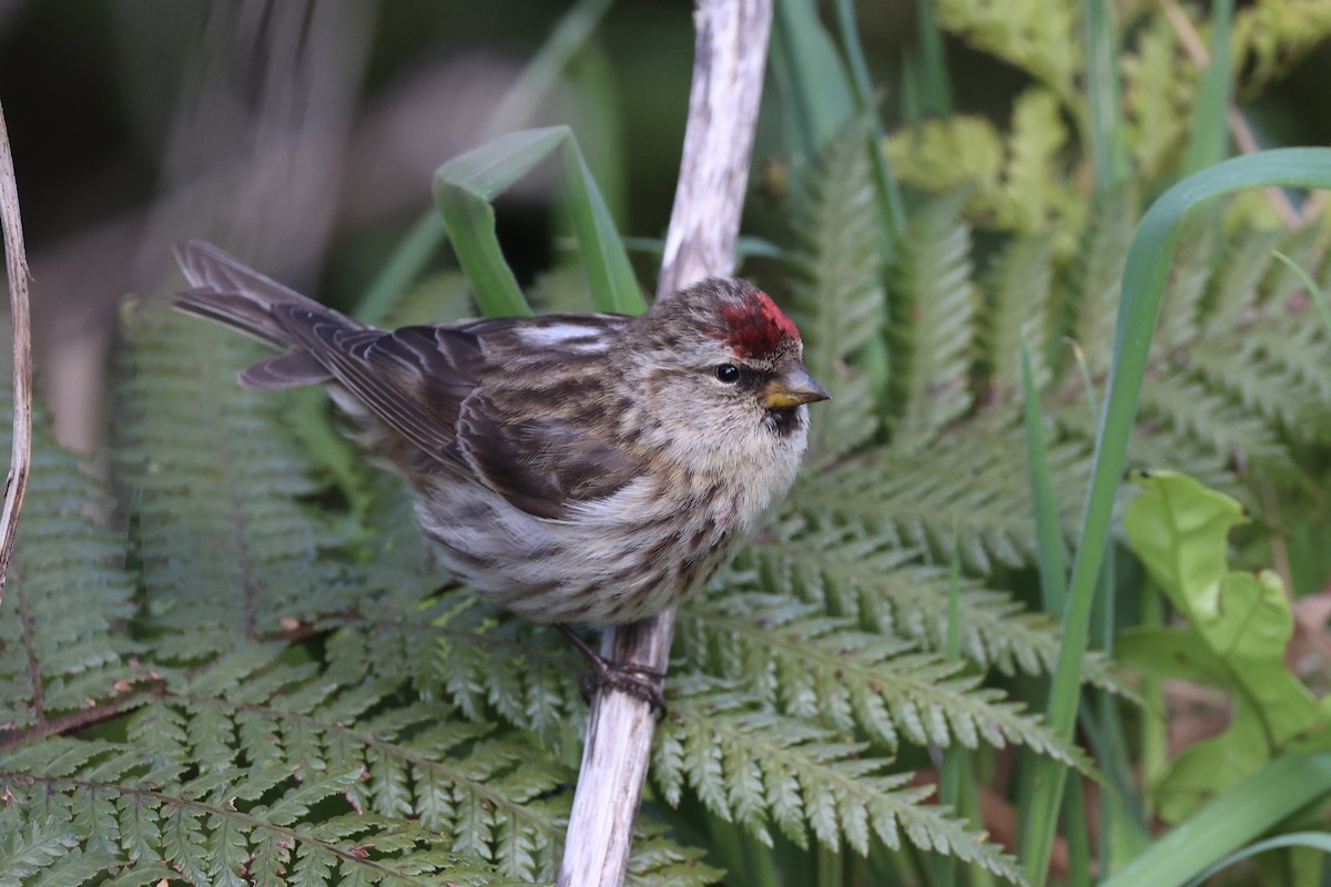 Чечітка звичайна - ML646342181