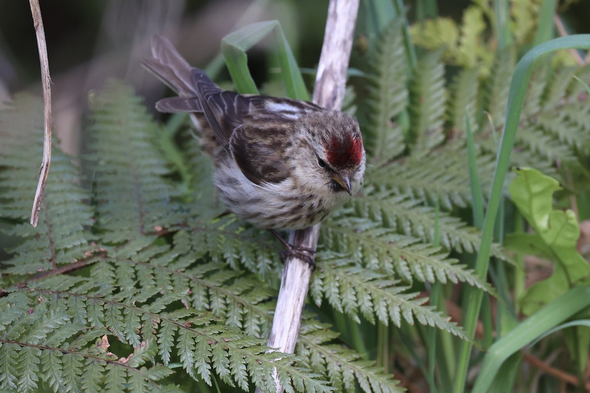 Чечітка звичайна - ML646342182