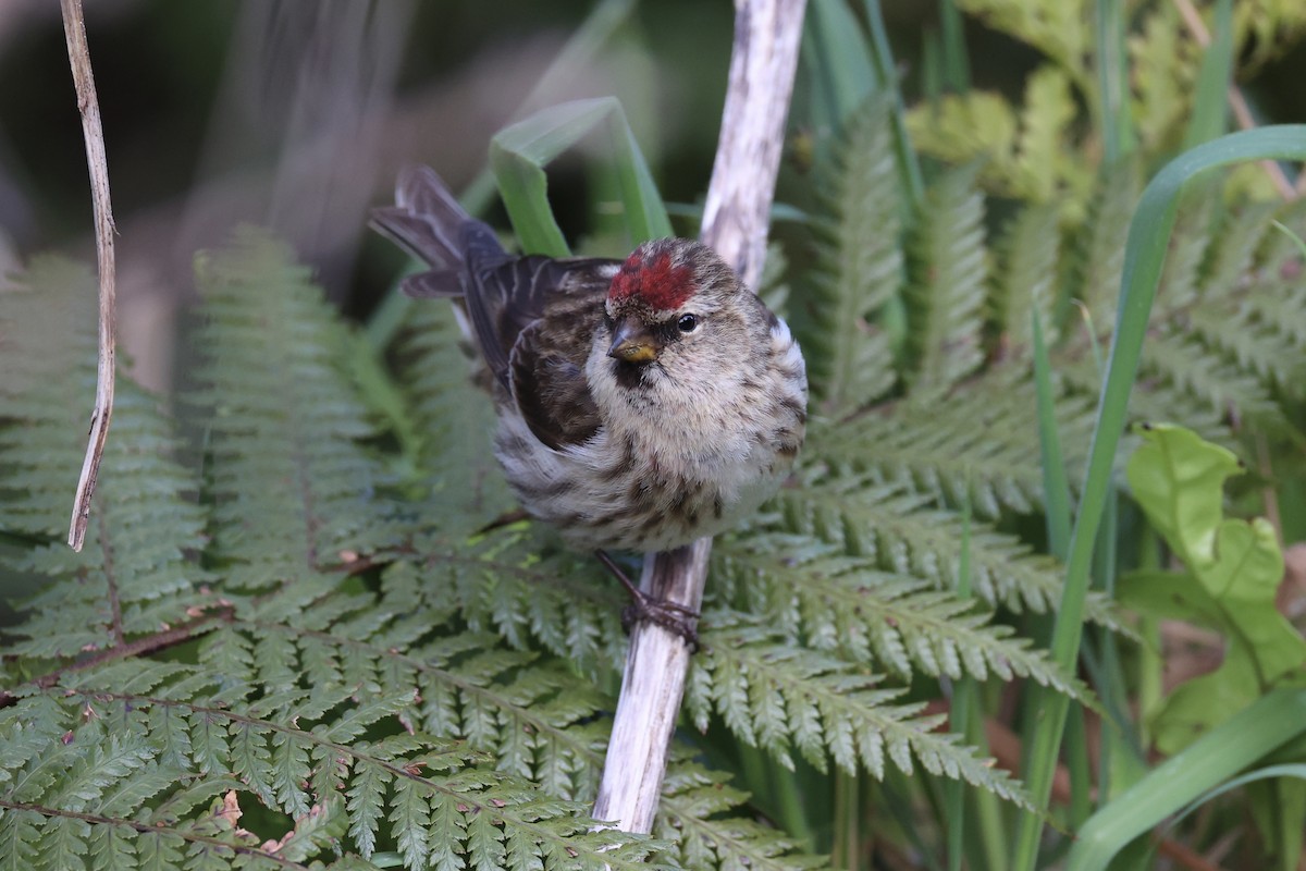 Чечітка звичайна - ML646342183