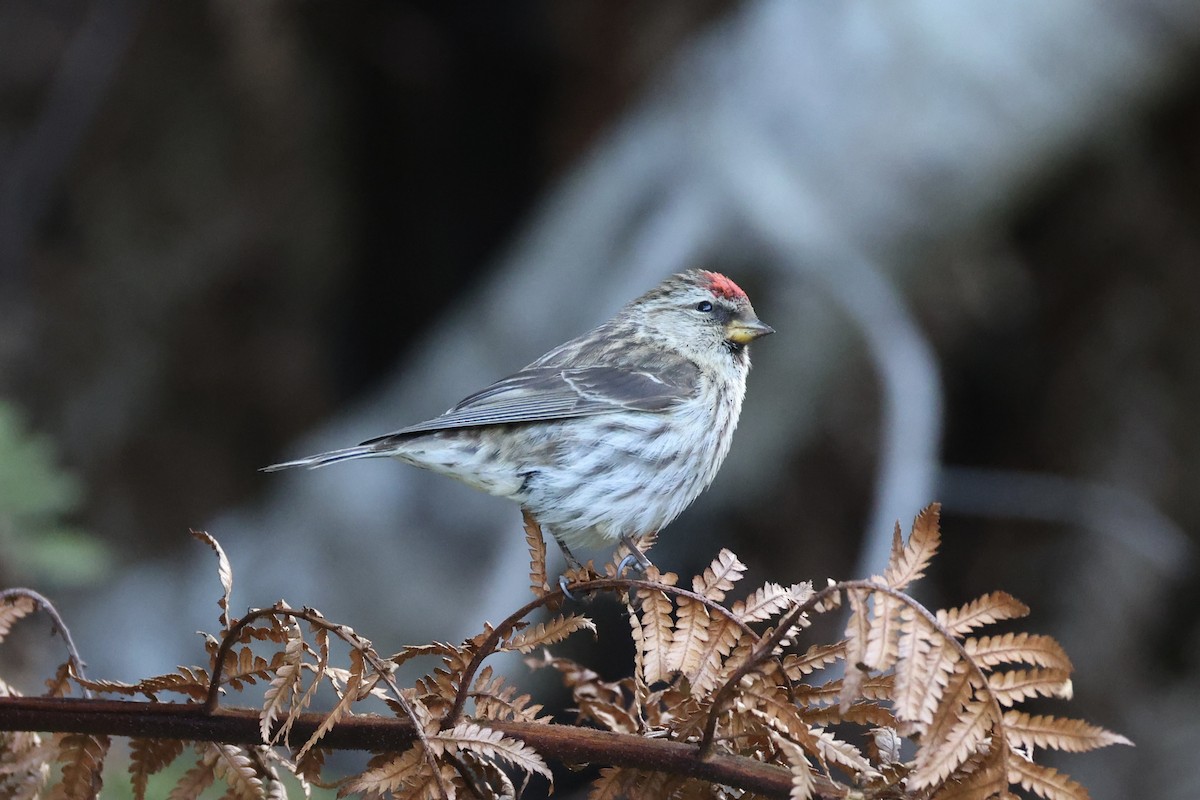 Чечітка звичайна - ML646342184