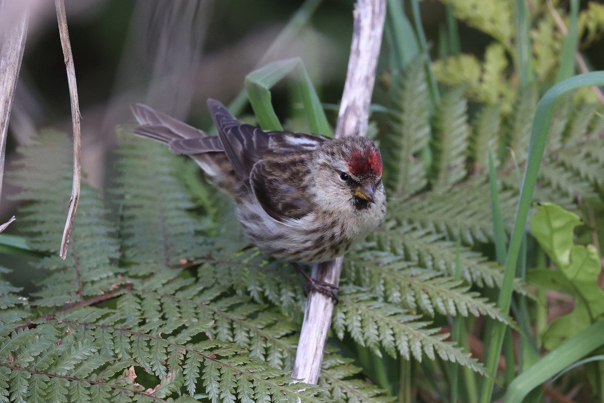 Чечітка звичайна - ML646342185