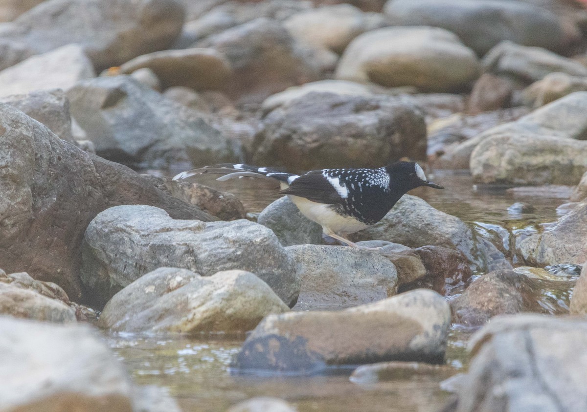 セボシエンビシキチョウ - ML646342186