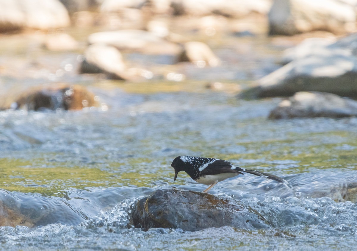 セボシエンビシキチョウ - ML646342187