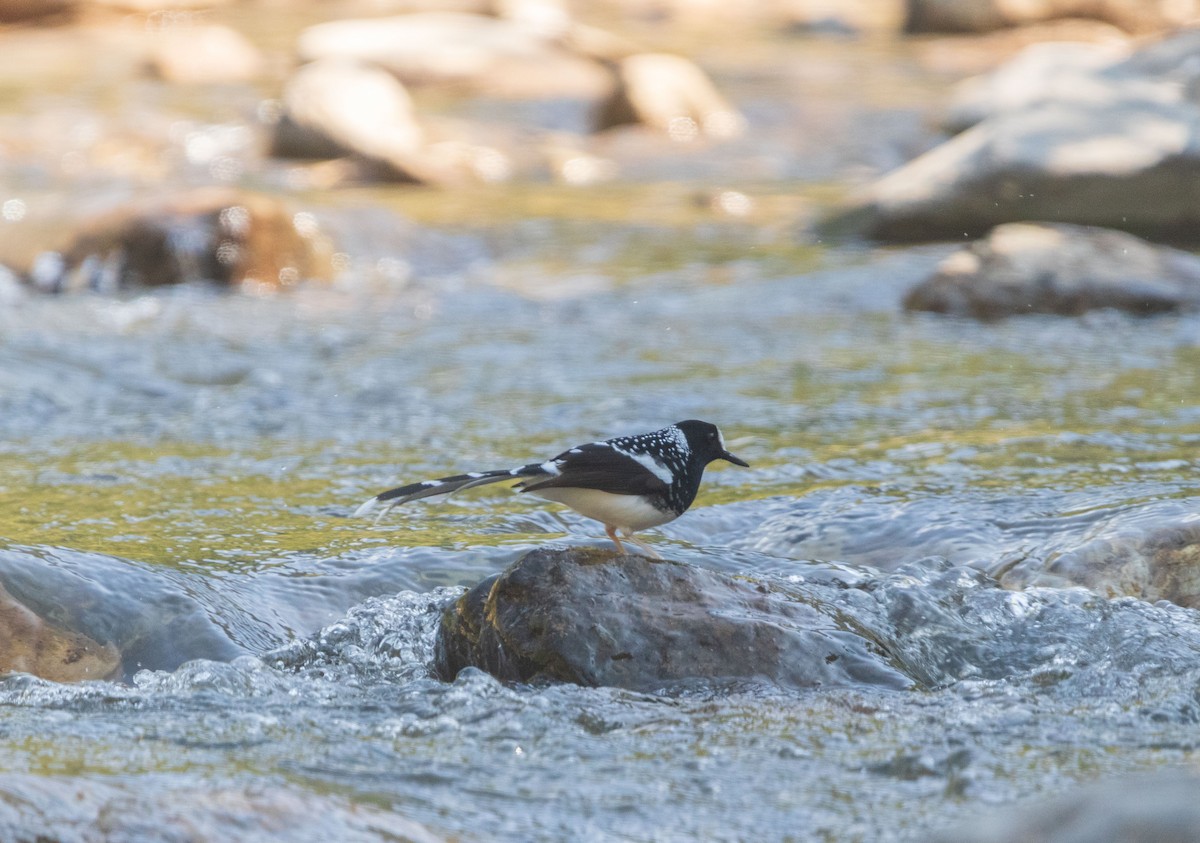 セボシエンビシキチョウ - ML646342188