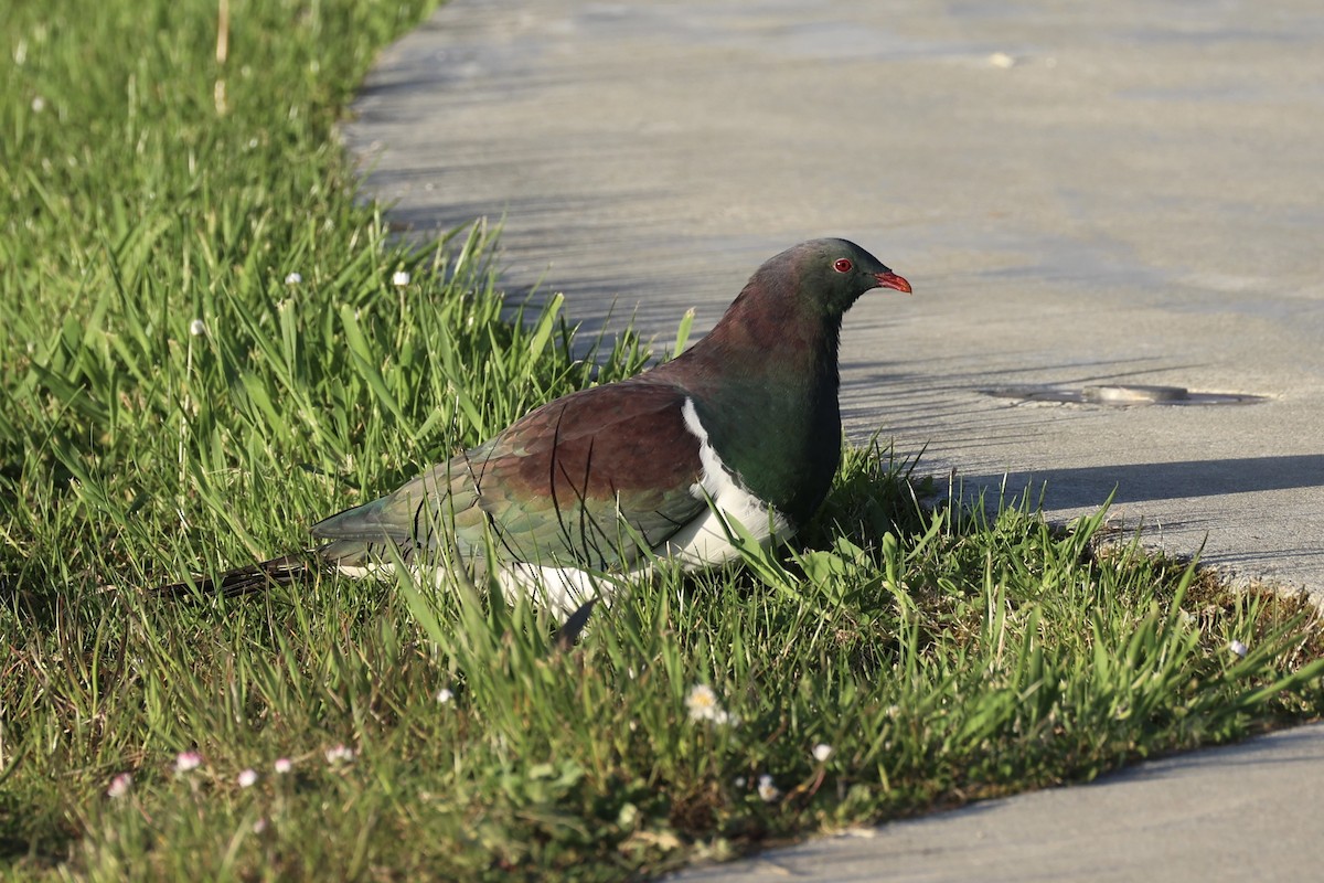 Пінон новозеландський - ML646342189