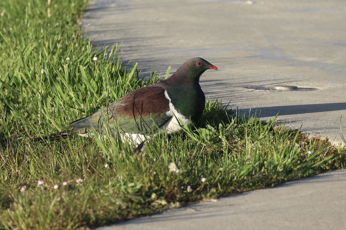 Пінон новозеландський - ML646342190