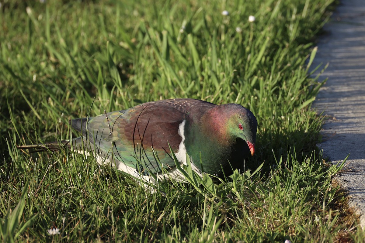 Пінон новозеландський - ML646342191