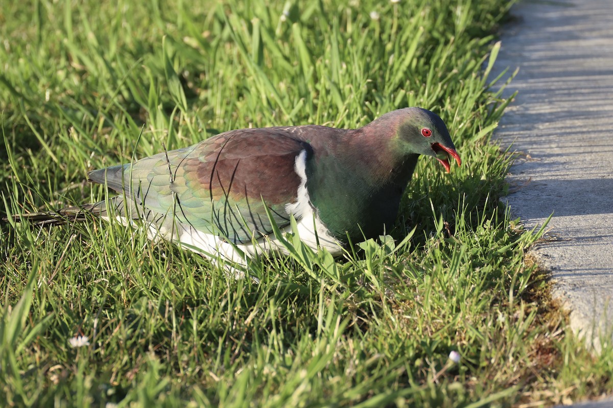 Пінон новозеландський - ML646342192