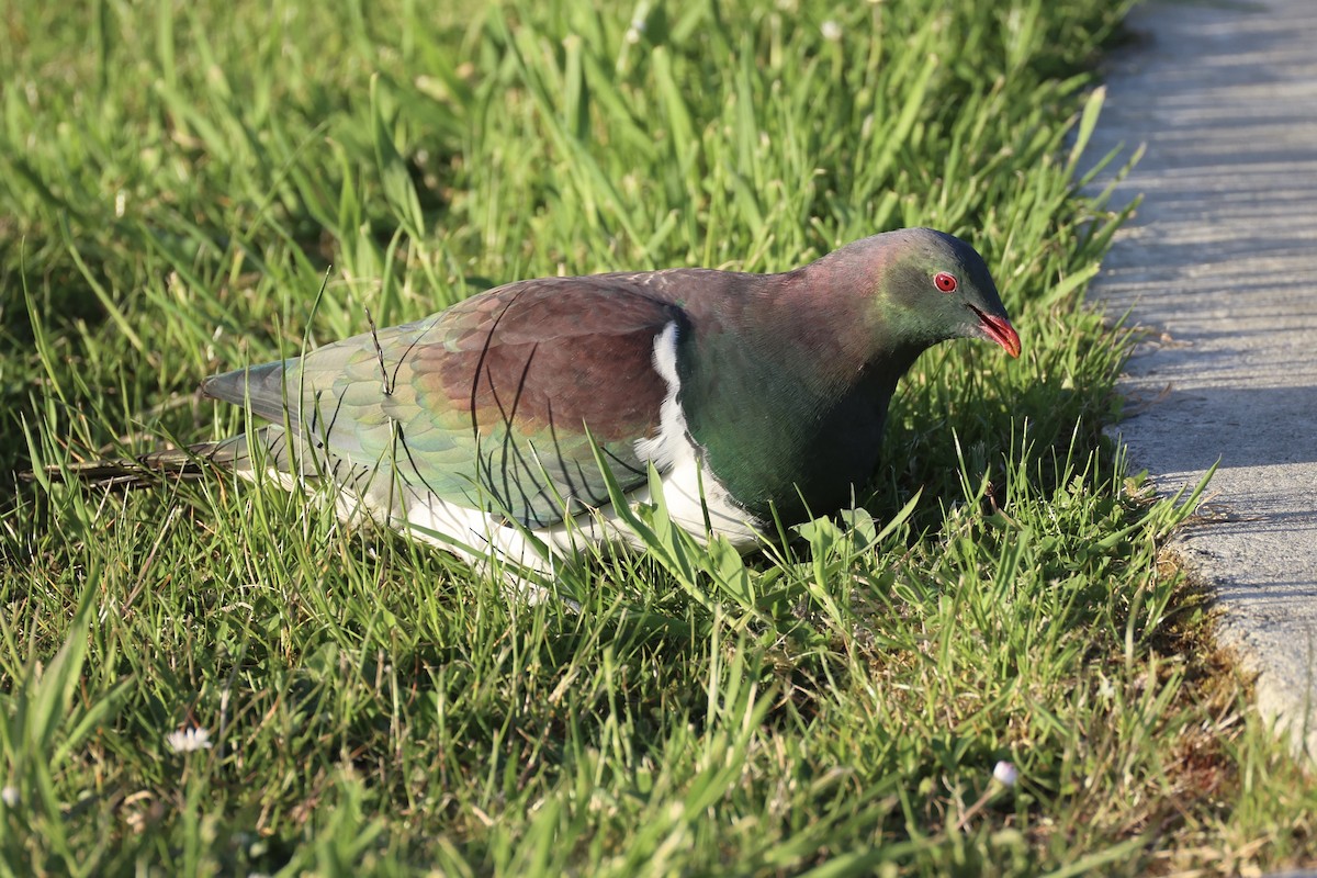 Пінон новозеландський - ML646342193