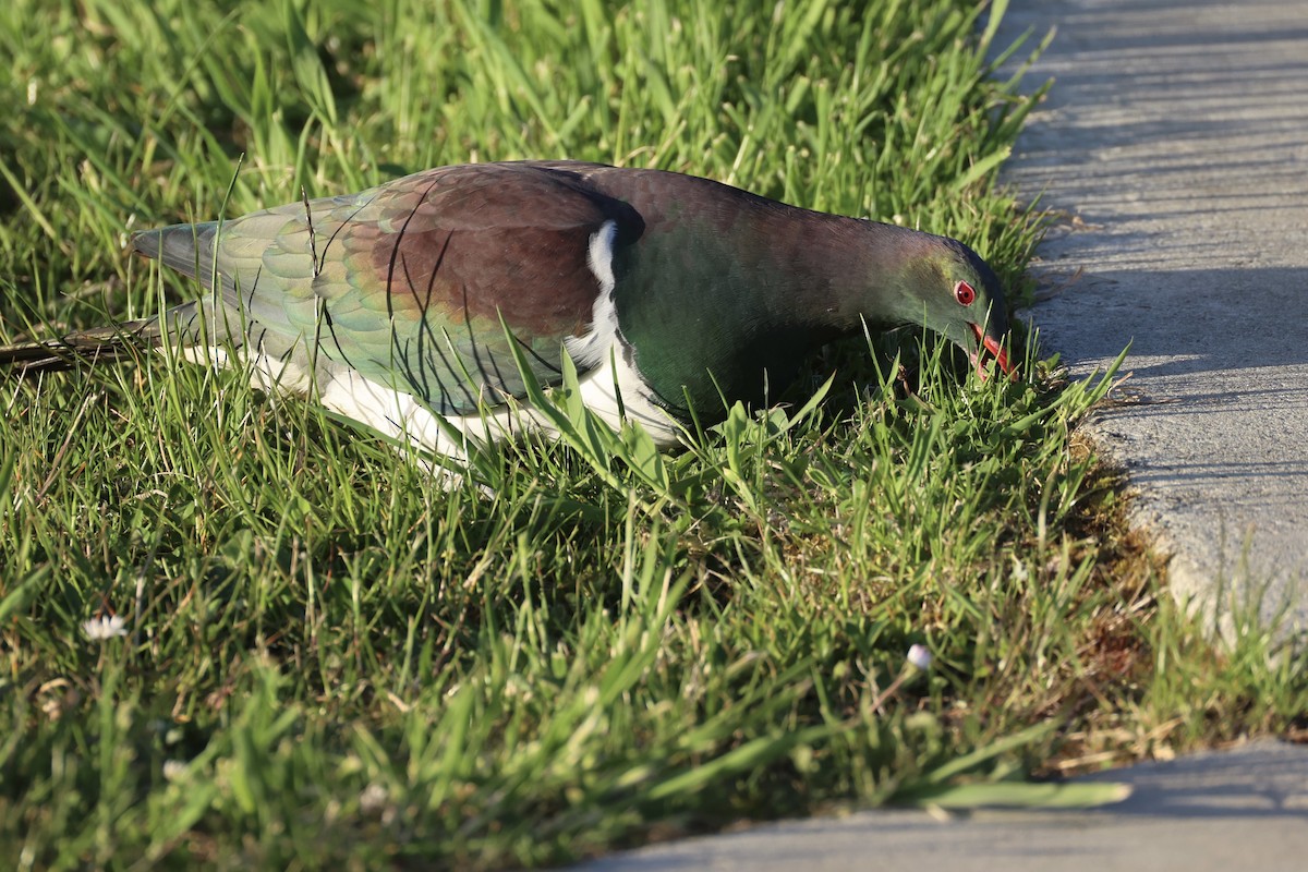 Пінон новозеландський - ML646342194