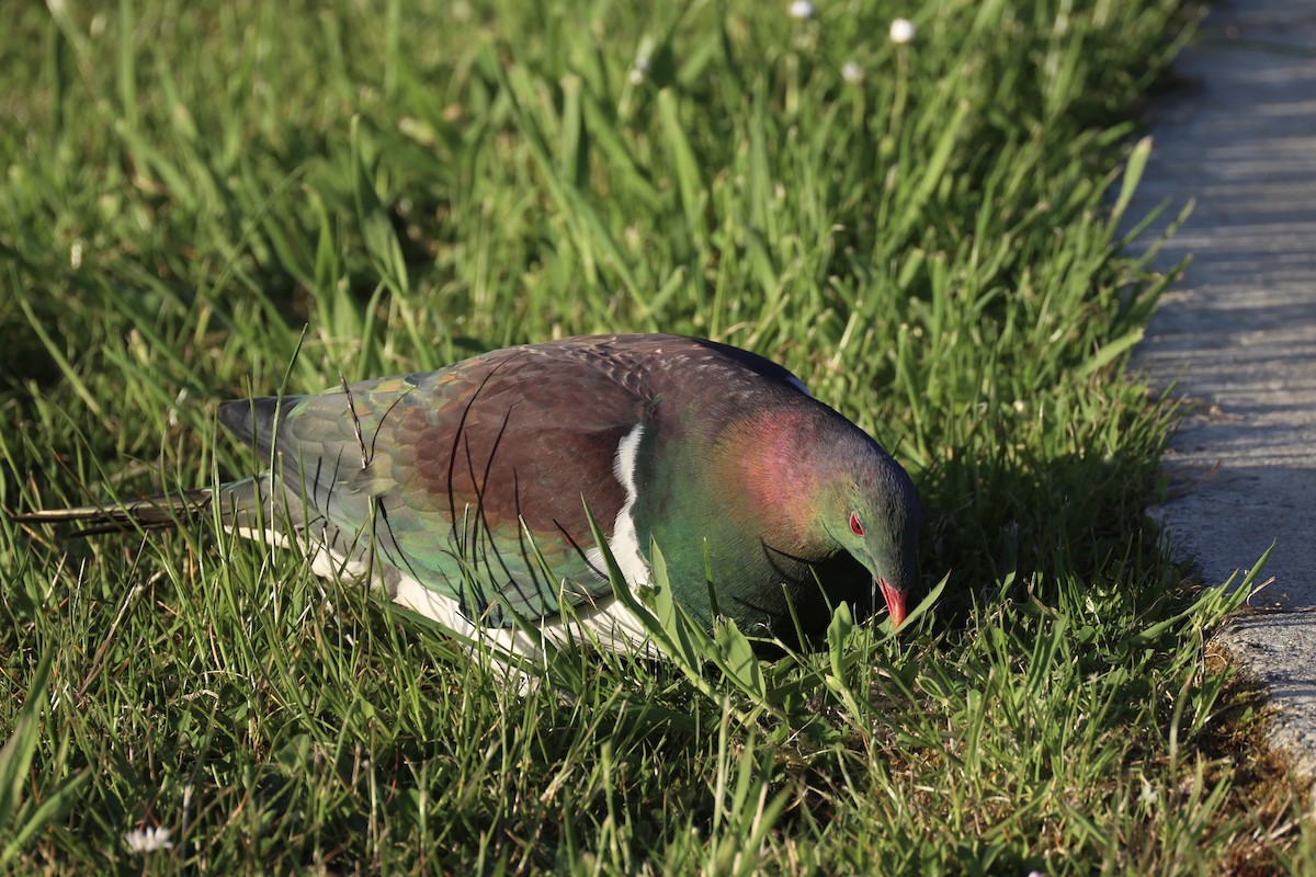 Пінон новозеландський - ML646342195