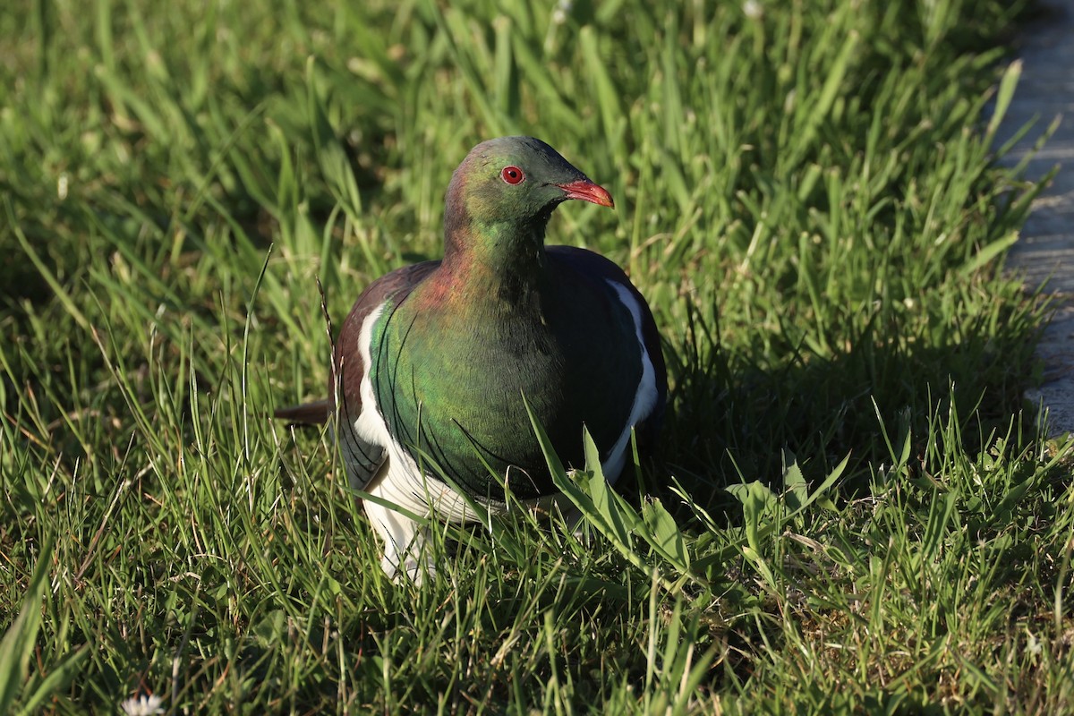 Пінон новозеландський - ML646342196