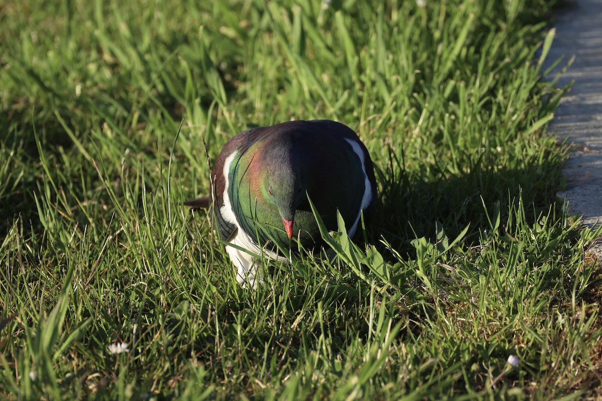 Пінон новозеландський - ML646342197