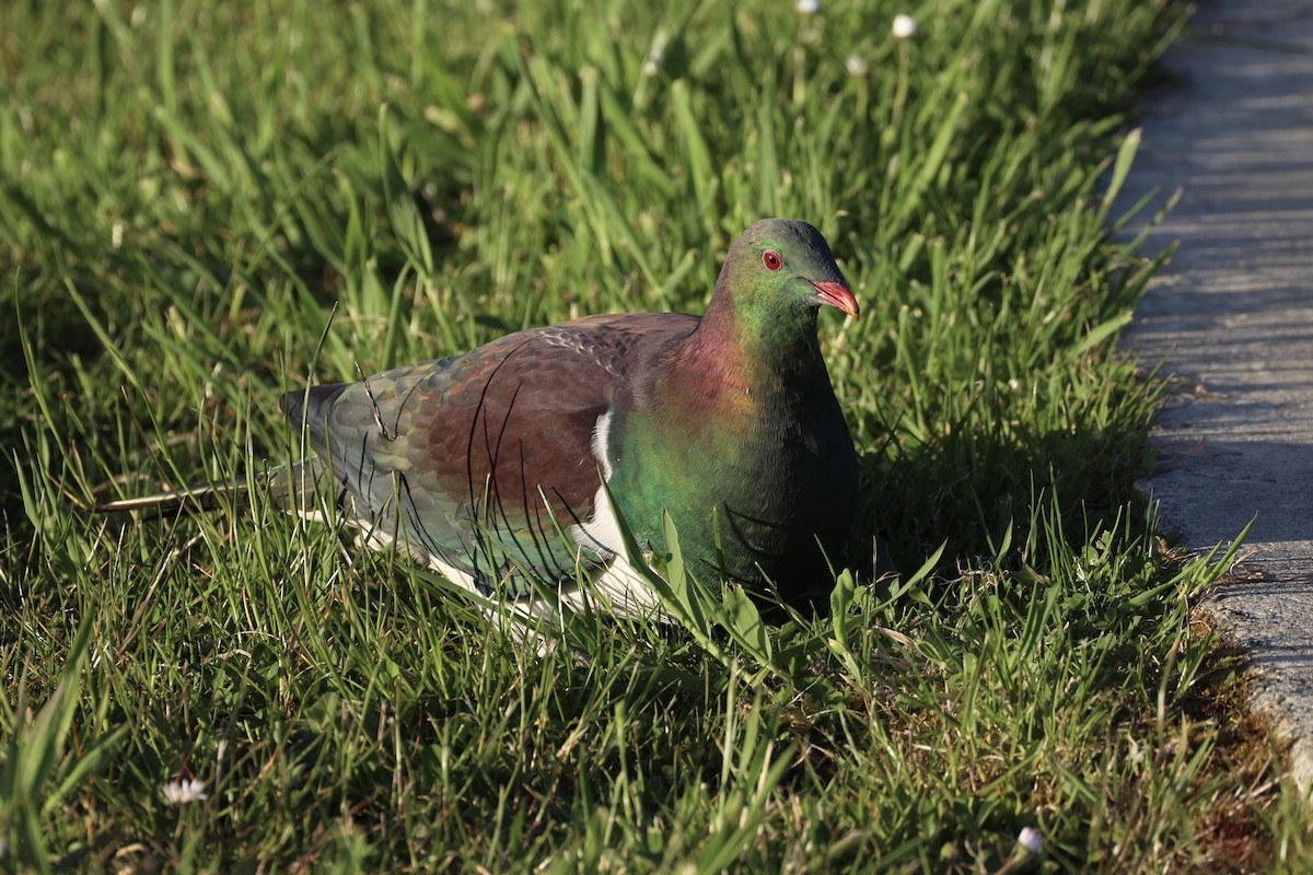 Пінон новозеландський - ML646342198