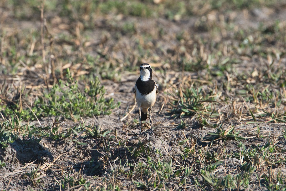 Кам'янка чорнолоба - ML646342199