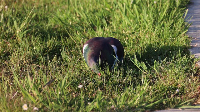 New Zealand Pigeon - ML646342200