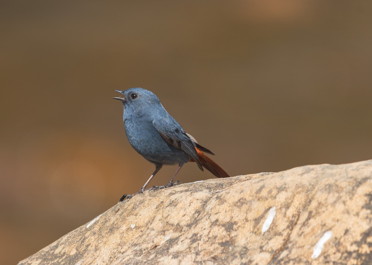 Горихвістка сиза - ML646342202