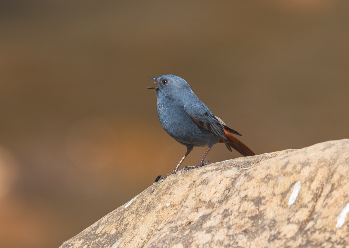 Горихвістка сиза - ML646342203