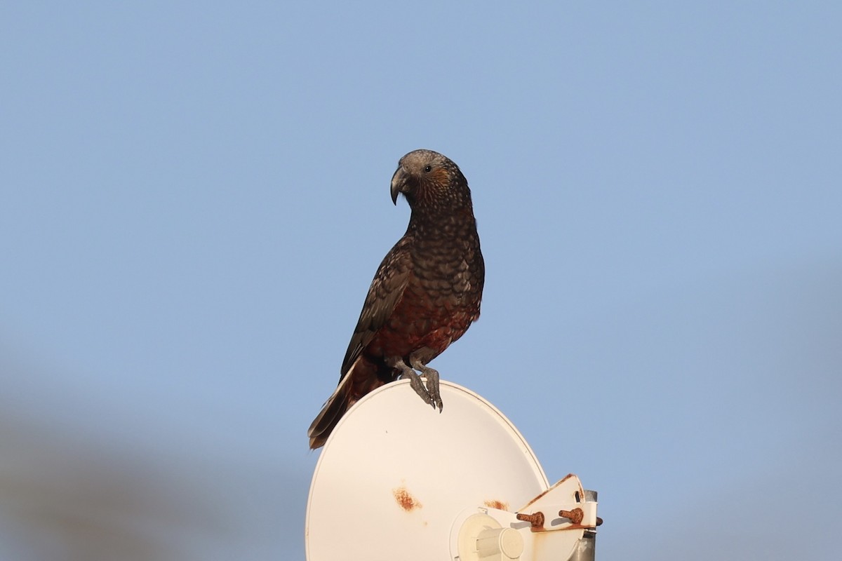 Нестор білоголовий - ML646342207