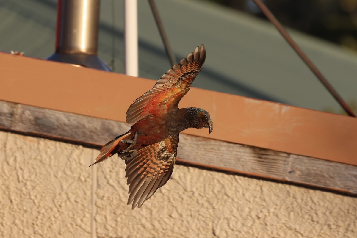 Нестор білоголовий - ML646342209