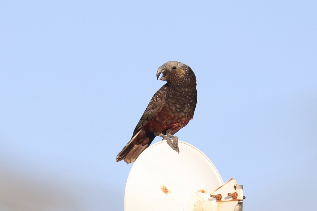 Нестор білоголовий - ML646342210