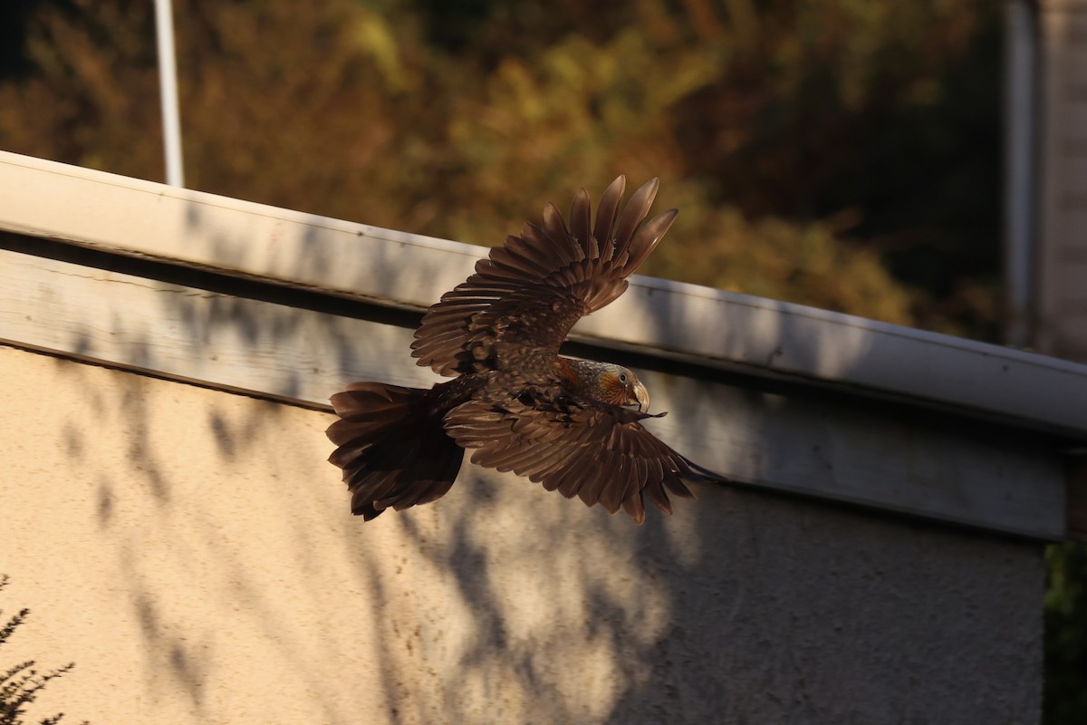 Нестор білоголовий - ML646342211