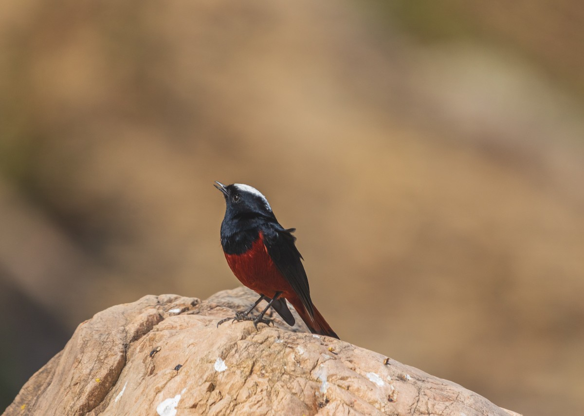 Горихвістка водяна - ML646342215