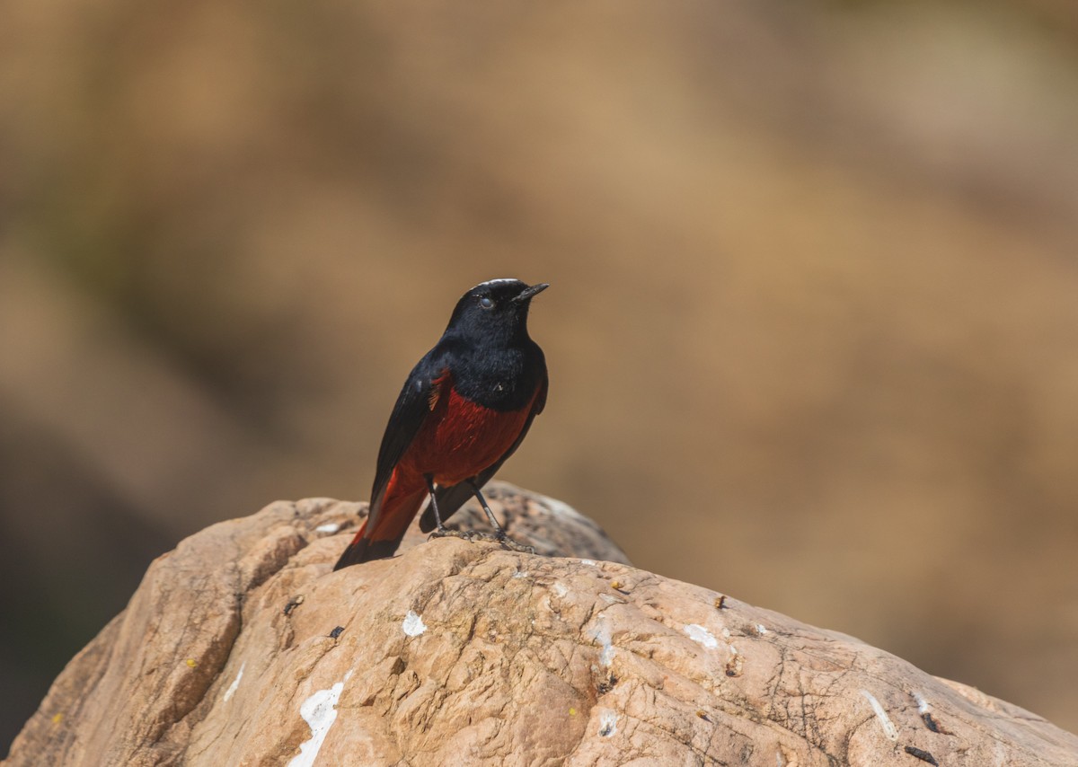 Горихвістка водяна - ML646342216