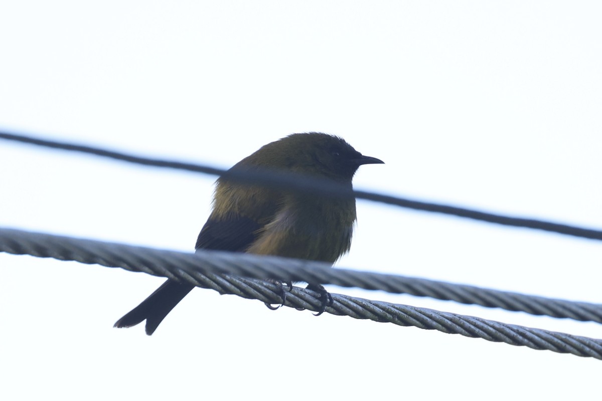 Макомако новозеландський - ML646342221