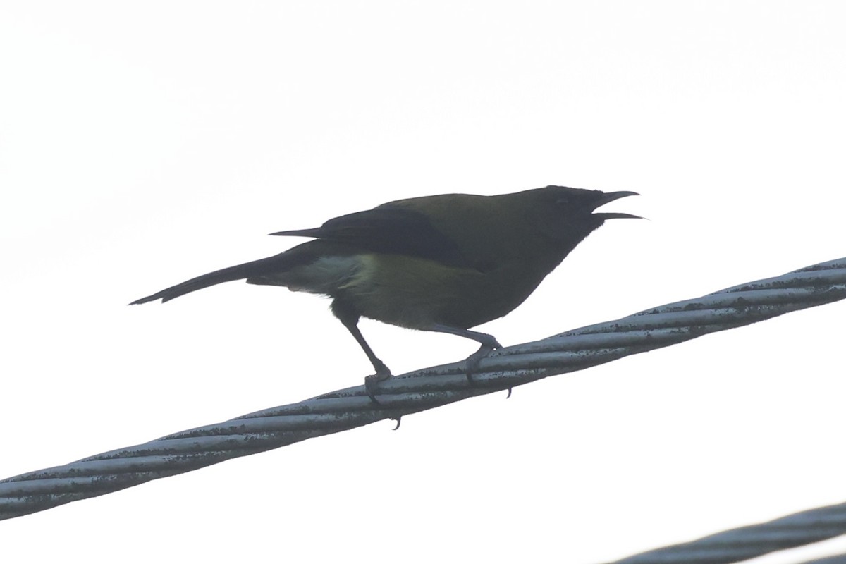 Макомако новозеландський - ML646342222