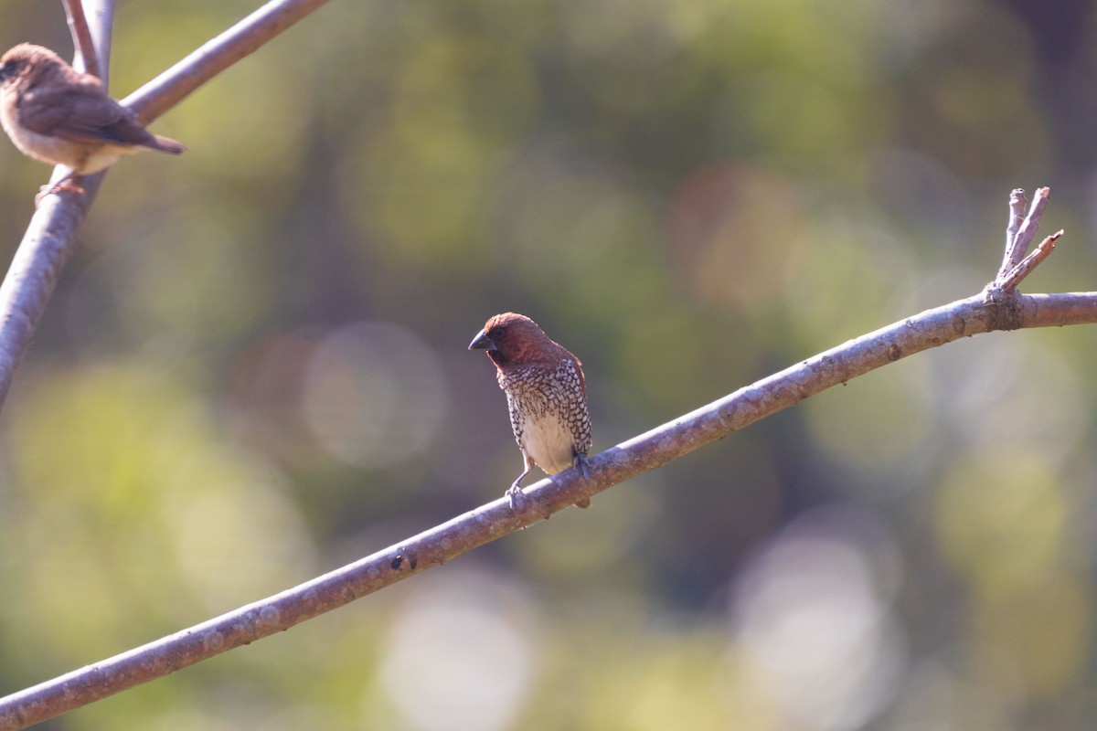 Scaly-breasted Munia - ML646342223