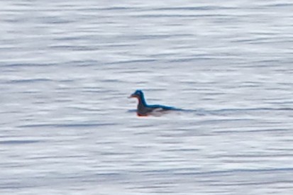 White-winged Scoter - ML646342224