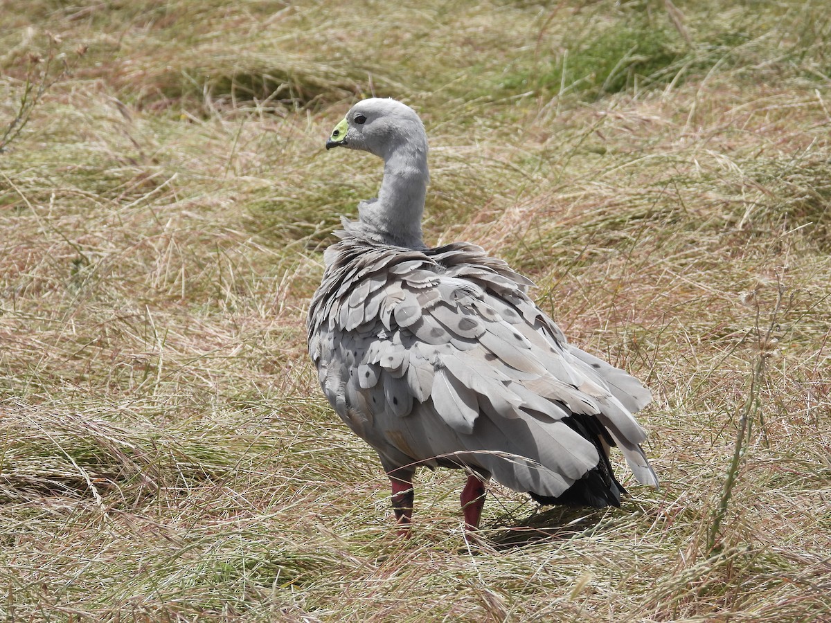 Cape Barren Goose - ML646342230
